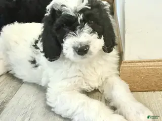 Bernedoodle dogs for sale: Bernedoodle Boy Spike - Ad 2
