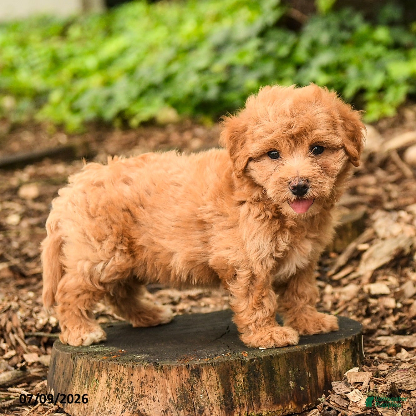 Maltipoo dogs Teddy - Ad 1