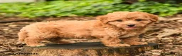 Maltipoo dogs for sale: Teddy - Ad 1