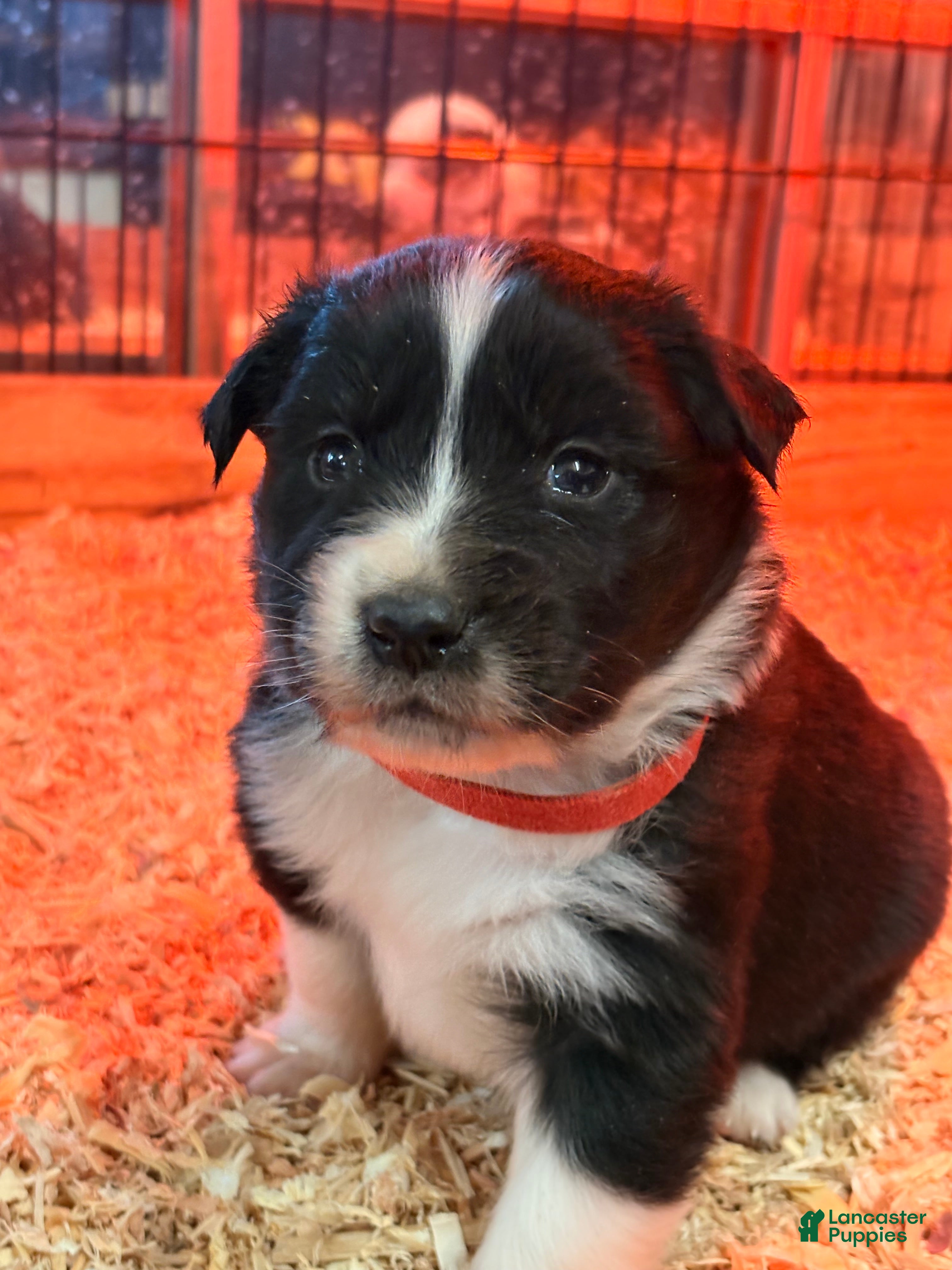 Australian Shepherd dogs Bear - Ad 14