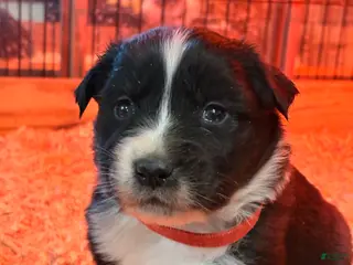 Australian Shepherd dogs Bear - Ad 14