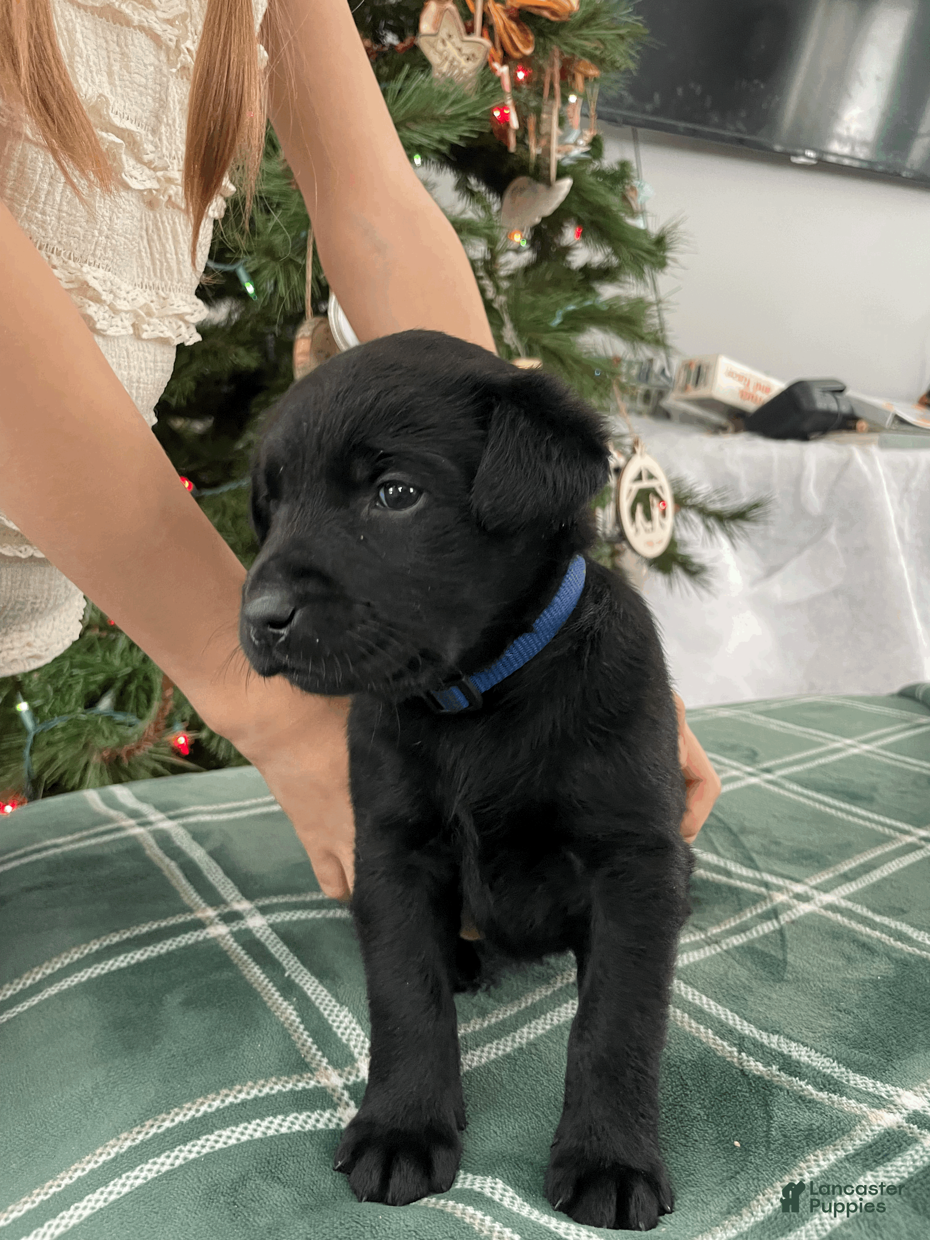 Labrador Retriever dogs Iroquois peak-blue collar - Ad 7