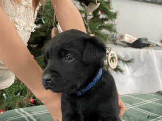 Labrador Retriever dogs Iroquois peak-blue collar - Ad 7