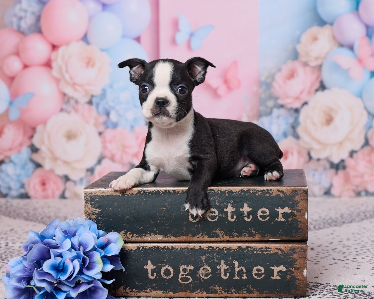 Boston Terrier dogs Jerry - Ad 1