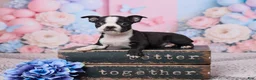 Boston Terrier dogs for sale: Jerry - Ad 1