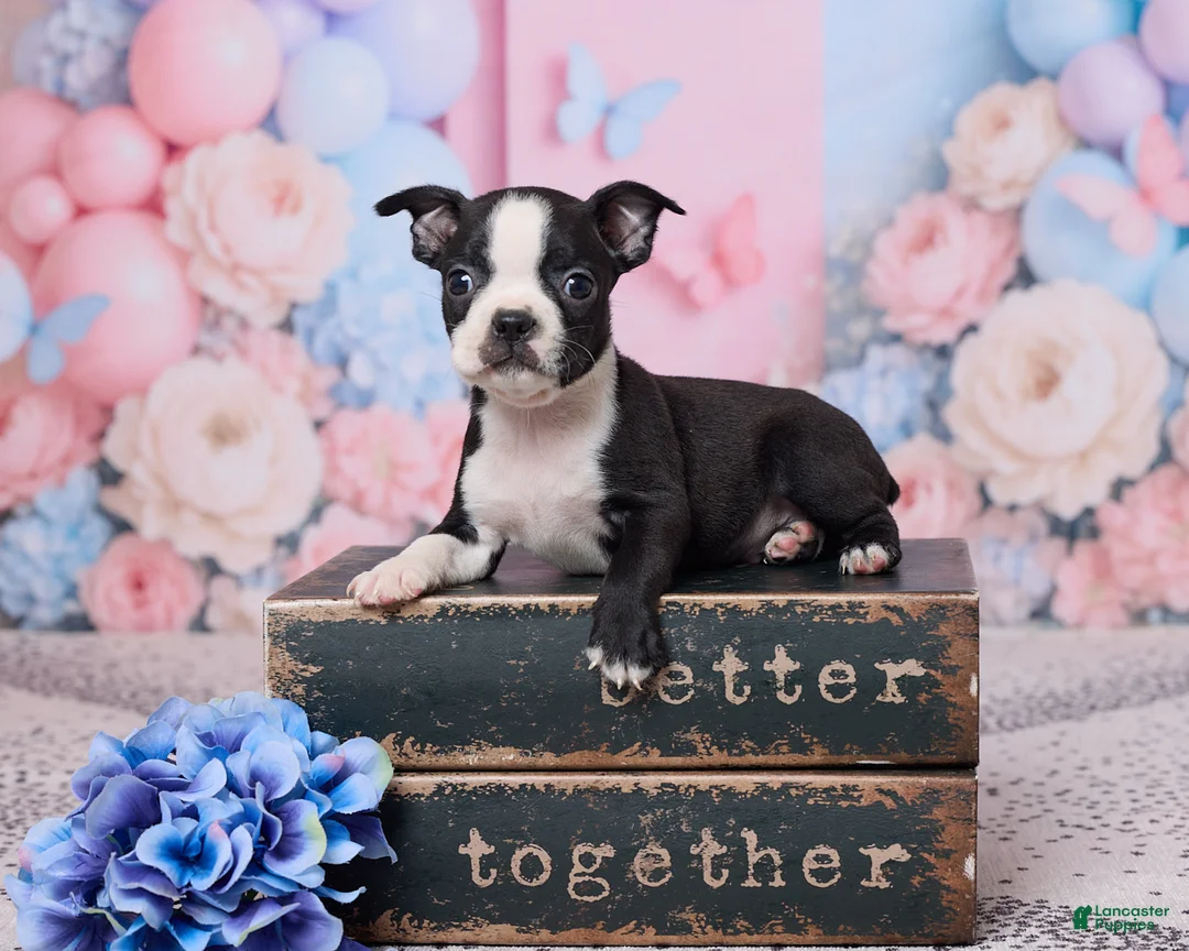Boston Terrier dogs for sale: Jerry - Ad 1