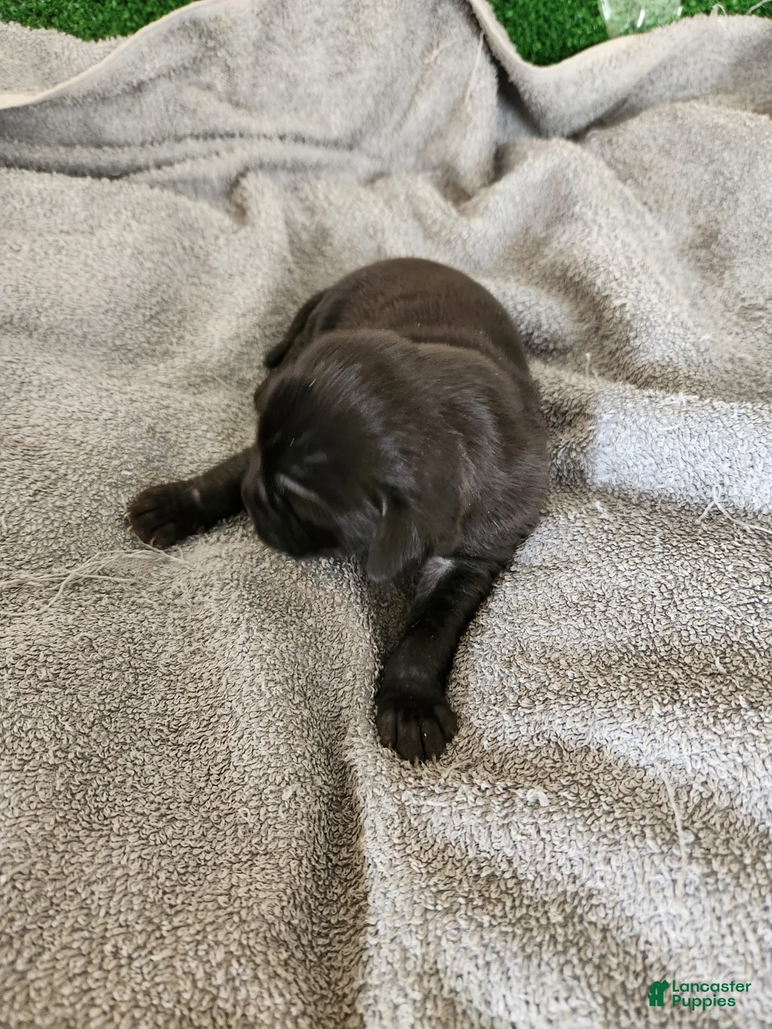 Mixed Breed dogs for sale: White foot - Ad 1