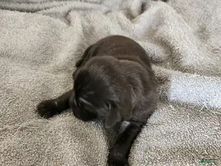 Mixed Breed dogs White foot - Ad 11