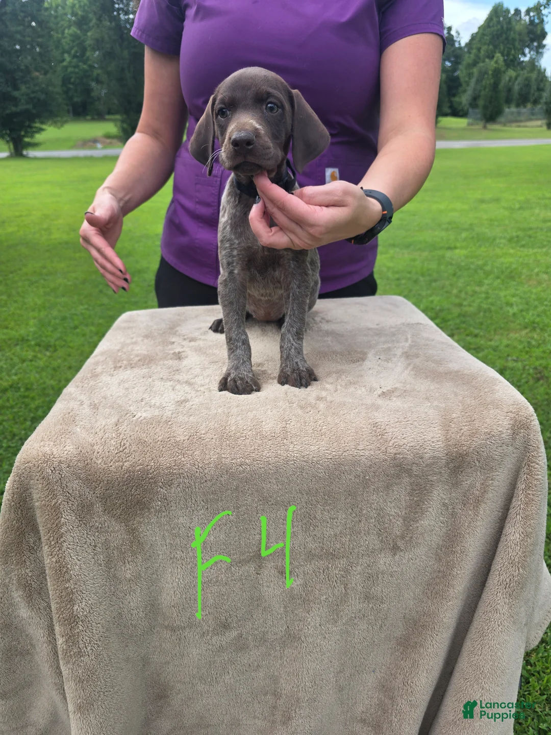 German Shorthaired Pointer dogs for sale: German Shorthaired Pointer 7 - Ad 2