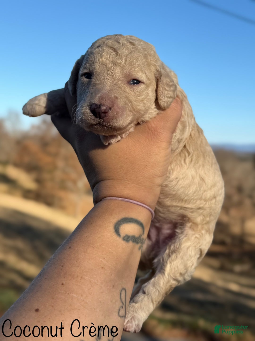 Sheepadoodle dogs for sale: Coconut Crème  - Ad 4
