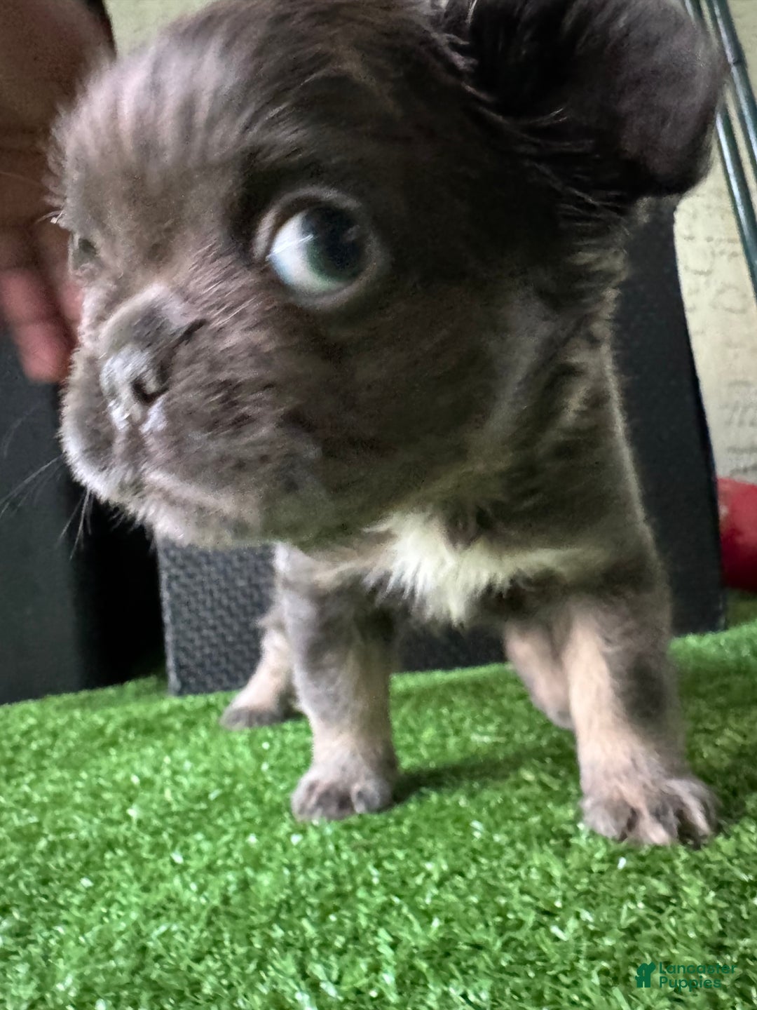 French Bulldog dogs for sale: Peppa - Ad 3