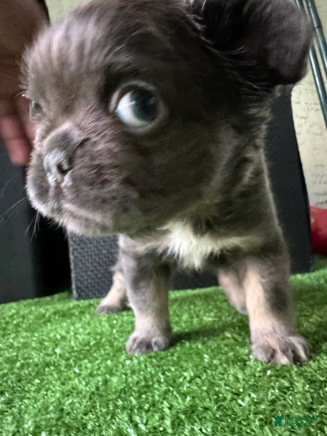 French Bulldog dogs for sale: Peppa - Ad 3