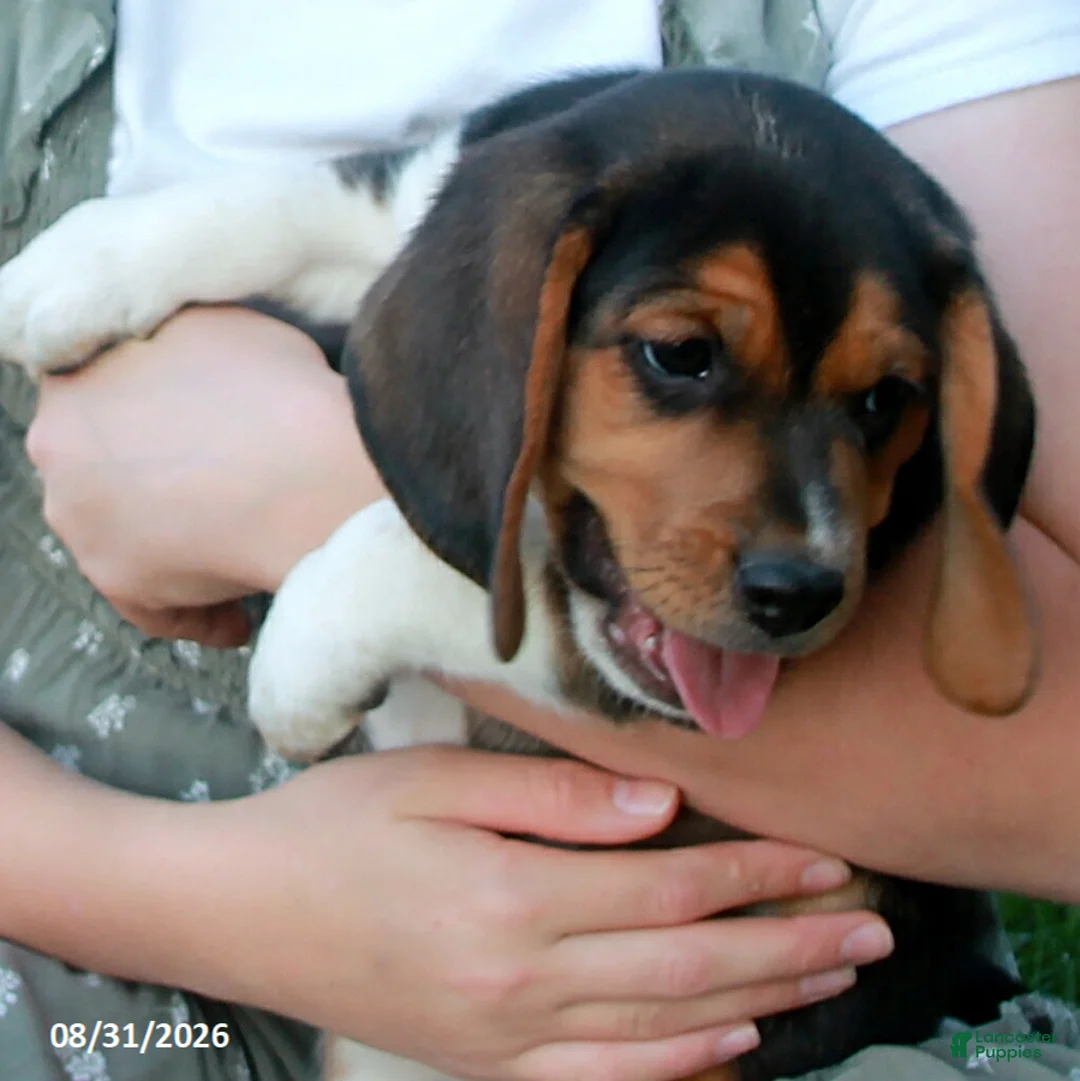 Beagle dogs for sale: Copper - Ad 3