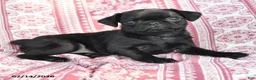 Pug dogs for sale: Mazie - Ad 3