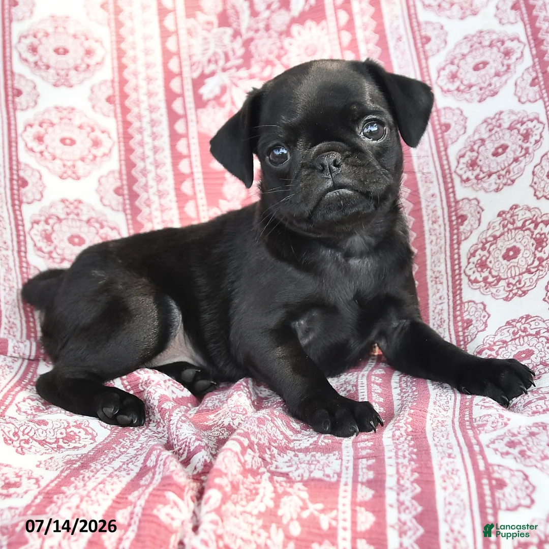 Pug dogs for sale: Mazie - Ad 3
