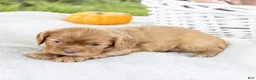 Cavalier King Charles Spaniel dogs for sale: Cinnamon - Ad 6