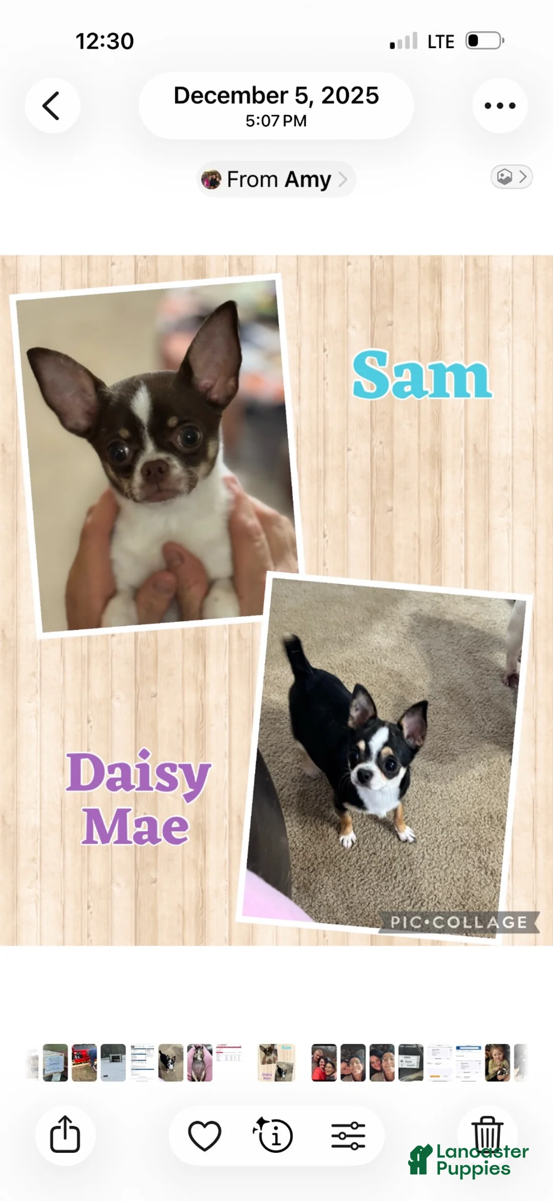 Chihuahua dogs for sale: Chihuahua 1 - Ad 2
