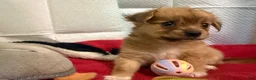 Mixed Breed dogs for sale: Mixed Breed 1 - Ad 9