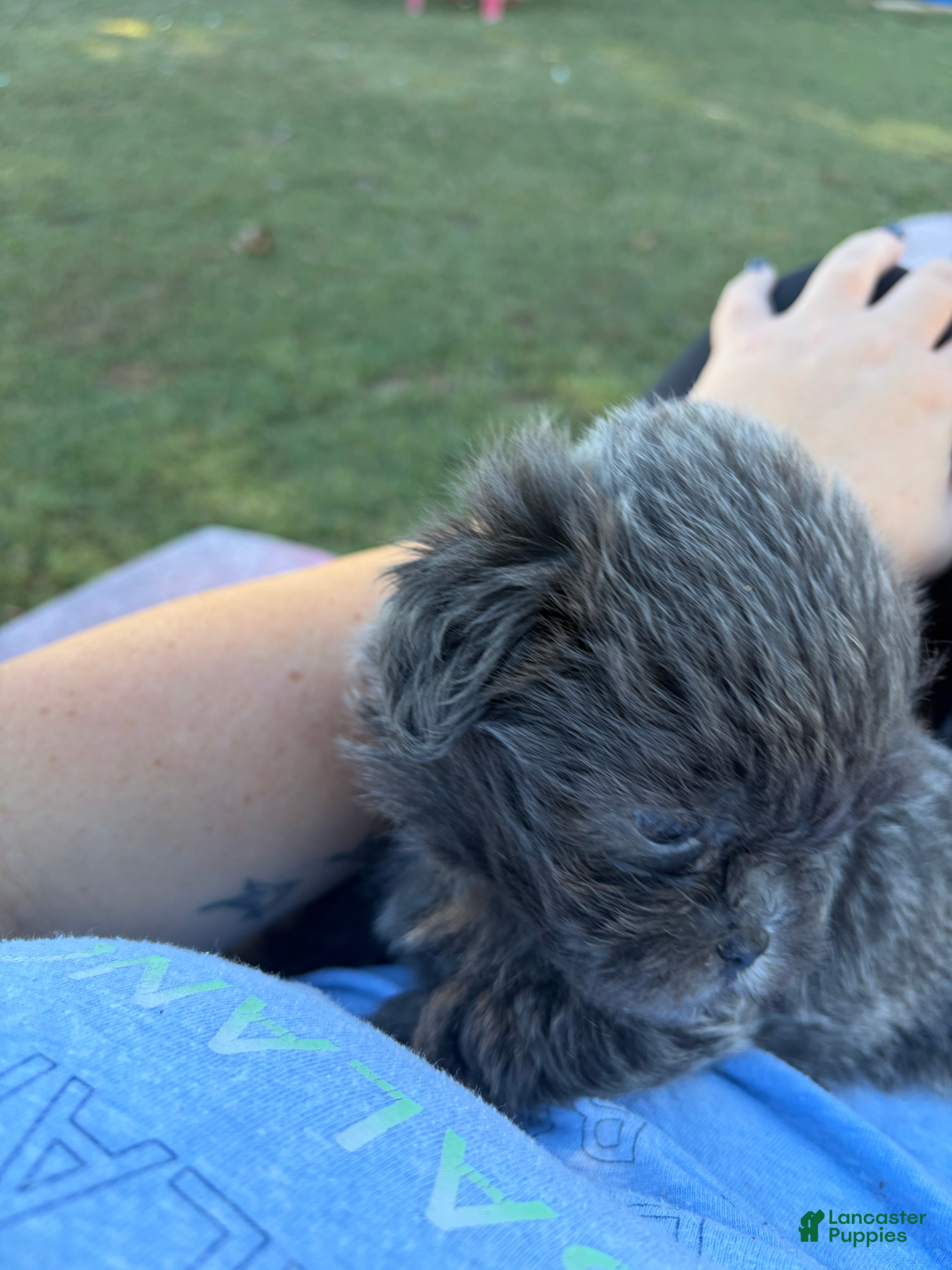 Shorkie dogs Shorkie 2 - Ad 2