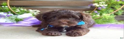 Yorkiepoo dogs for sale: Kayden - Ad 5