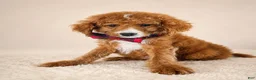 Mini Goldendoodle dogs for sale: Scout – Petite Mini Goldendoodle – Special $895 - Ad 3