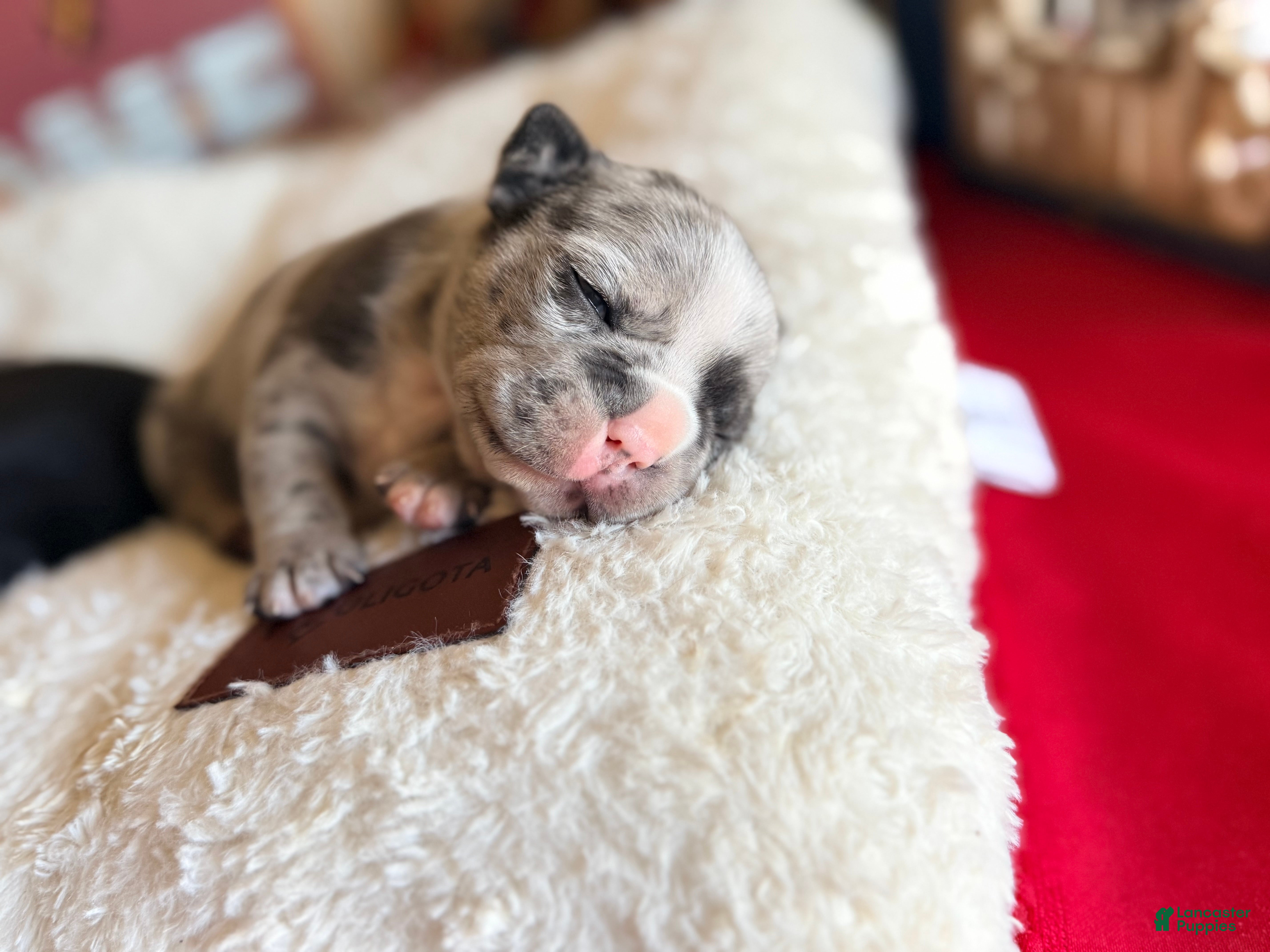 Frenchton dogs Frenchton Puppy 3 (walker) - Ad 1