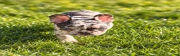 French Bulldog dogs for sale: Clarabelle - Ad 6