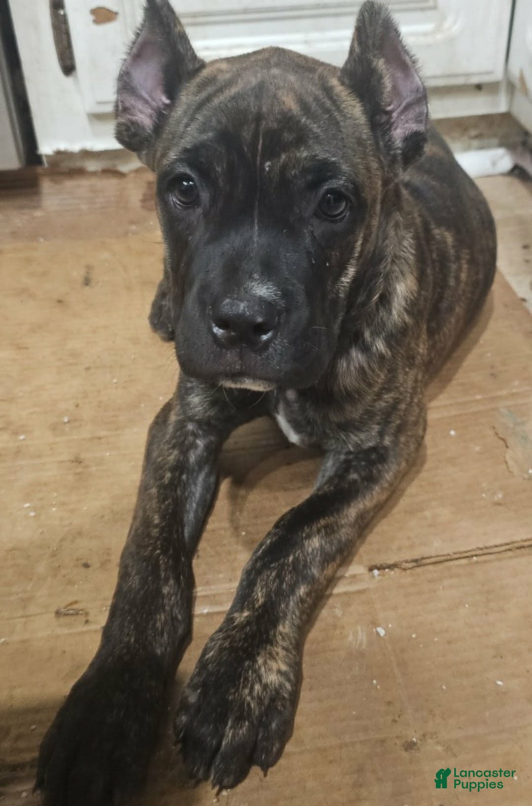 Cane Corso dogs Cane Corso 1 - Ad 3