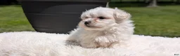 Maltese dogs for sale: Maddox - Ad 3