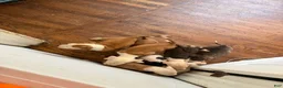 American Pit Bull Terrier dogs for sale: American Pit Bull Terrier 6 - Ad 5