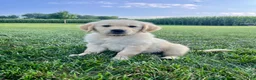 Golden Retriever dogs for sale: Grady - Ad 2