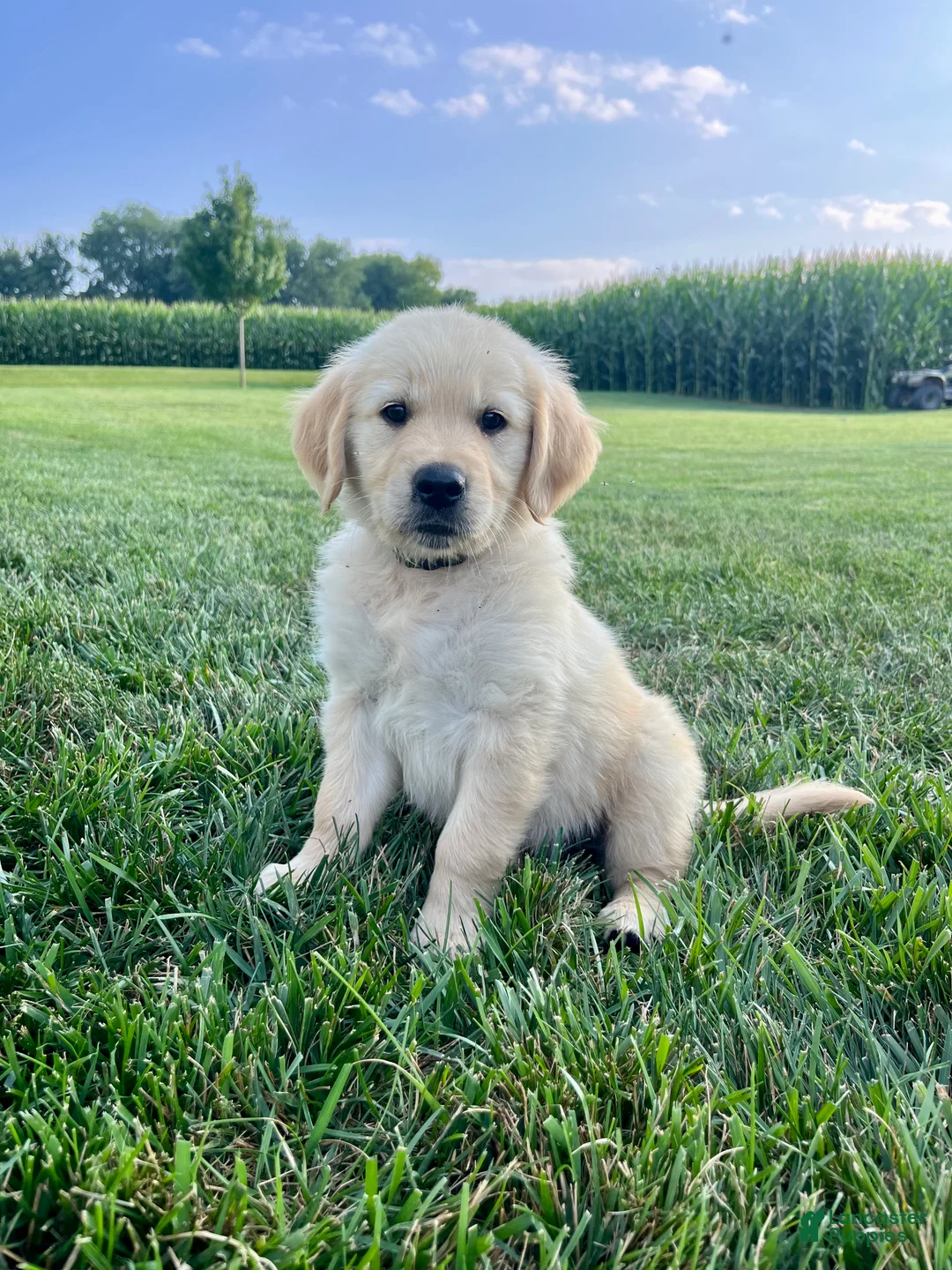 Golden Retriever dogs for sale: Grady - Ad 2