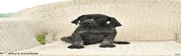 German Shorthaired Pointer dogs for sale: Dahlia - Ad 2