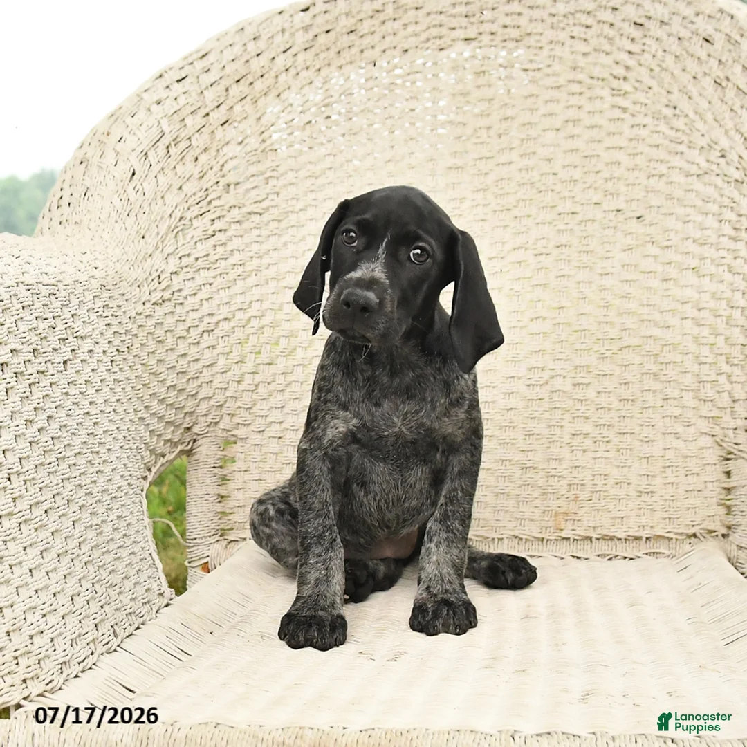 German Shorthaired Pointer dogs for sale: Dahlia - Ad 2