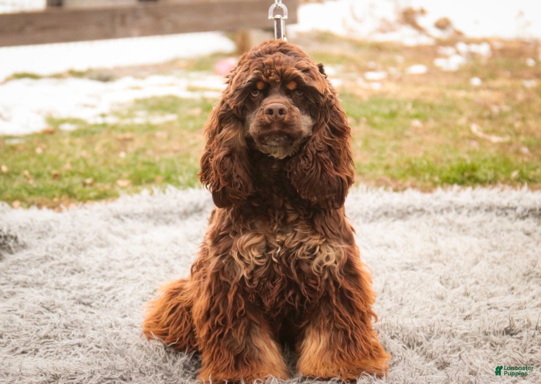 Cocker Spaniel dogs for sale: Dane - Ad 3