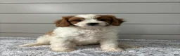 Cavapoo dogs for sale: Teddy  - Ad 3