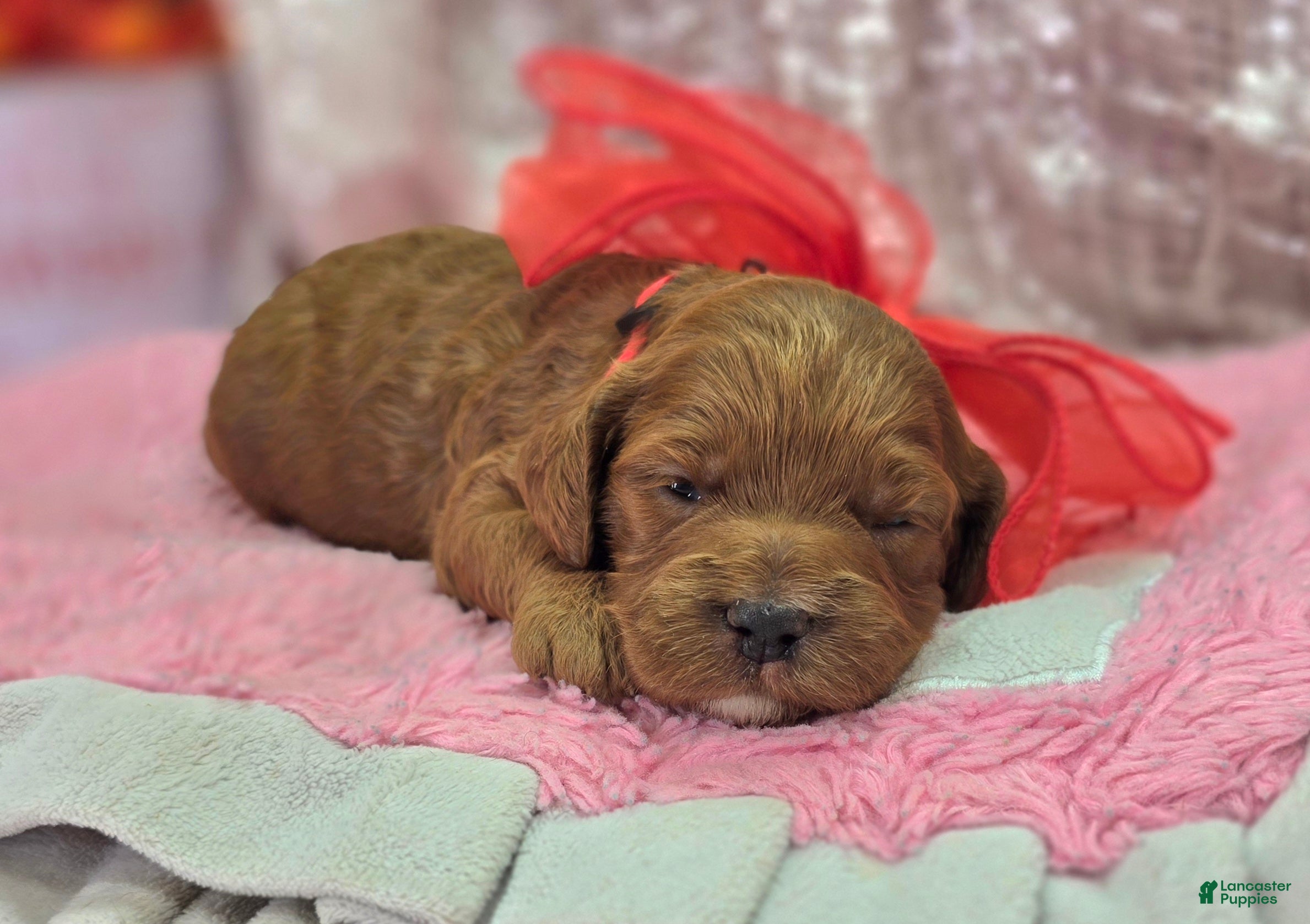 Cockapoo dogs Halo - Ad 27