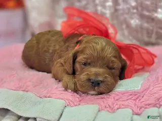 Cockapoo dogs Halo - Ad 27