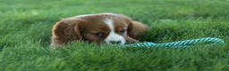 Cavalier King Charles Spaniel dogs for sale: Frankie 🐶 - Ad 7