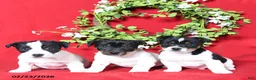 Jack Russell Terrier dogs for sale: Jill - Ad 2