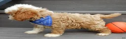Cavapoo dogs for sale: Scout - Ad 4