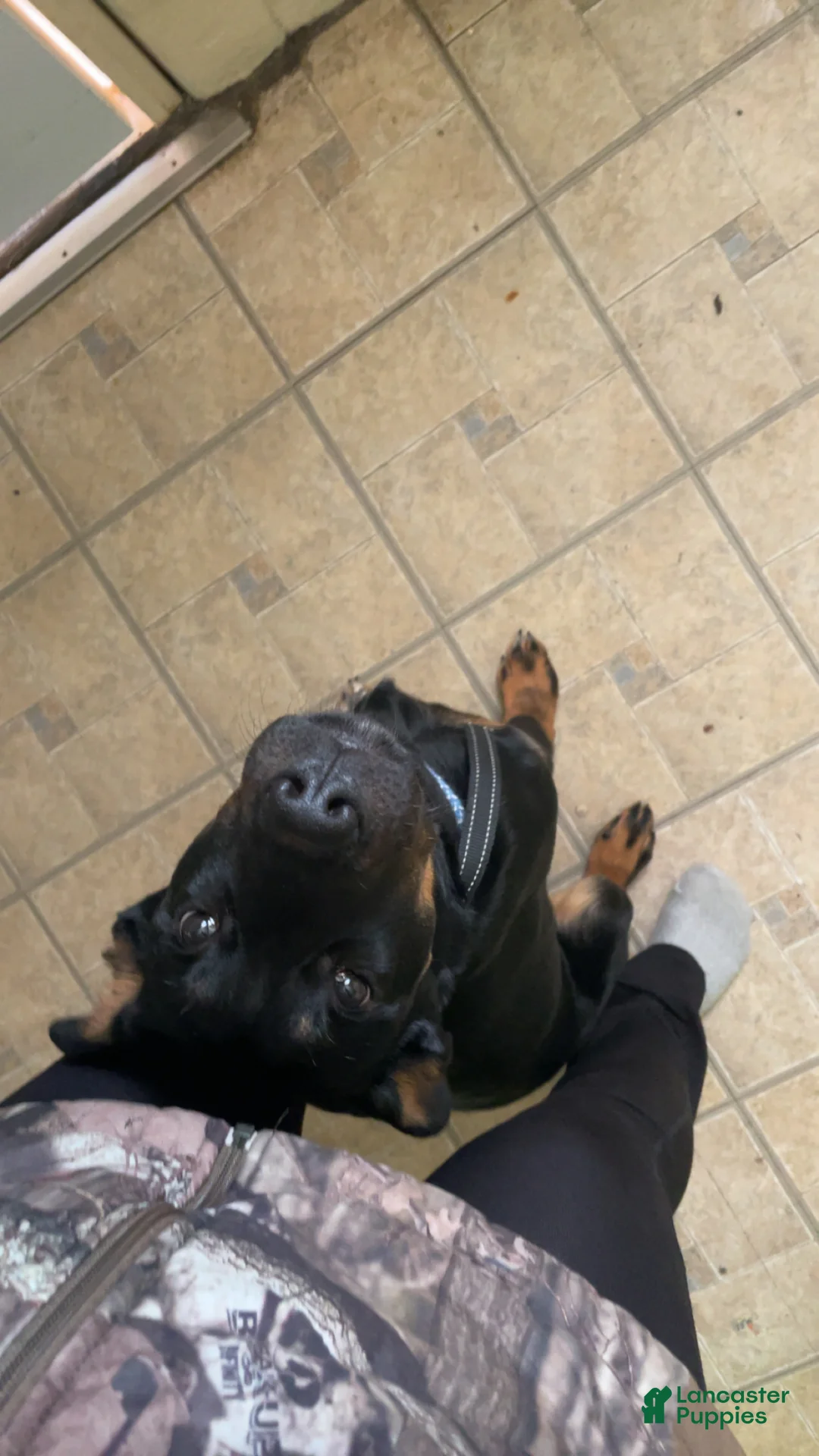 Mixed Breed dogs for sale: Mixed Breed Puppy 1 - Ad 4