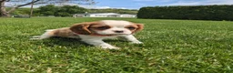 Cavalier King Charles Spaniel dogs for sale: Konnie  - Ad 7