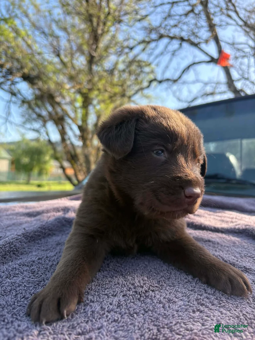 Mixed Breed dogs for sale: Mixed Breed Puppy 1 - Ad 2