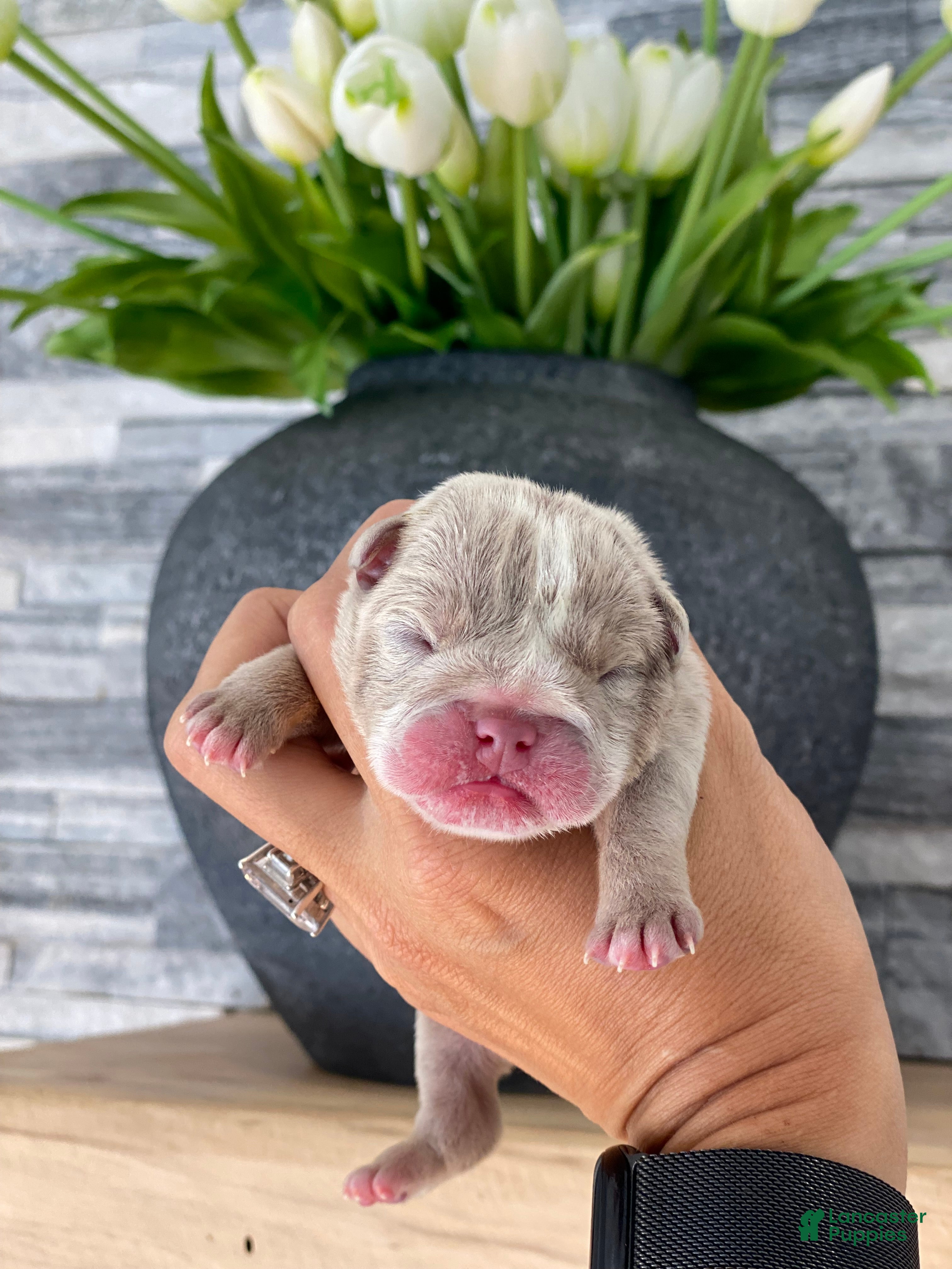English Bulldog dogs ENGRID - Ad 19
