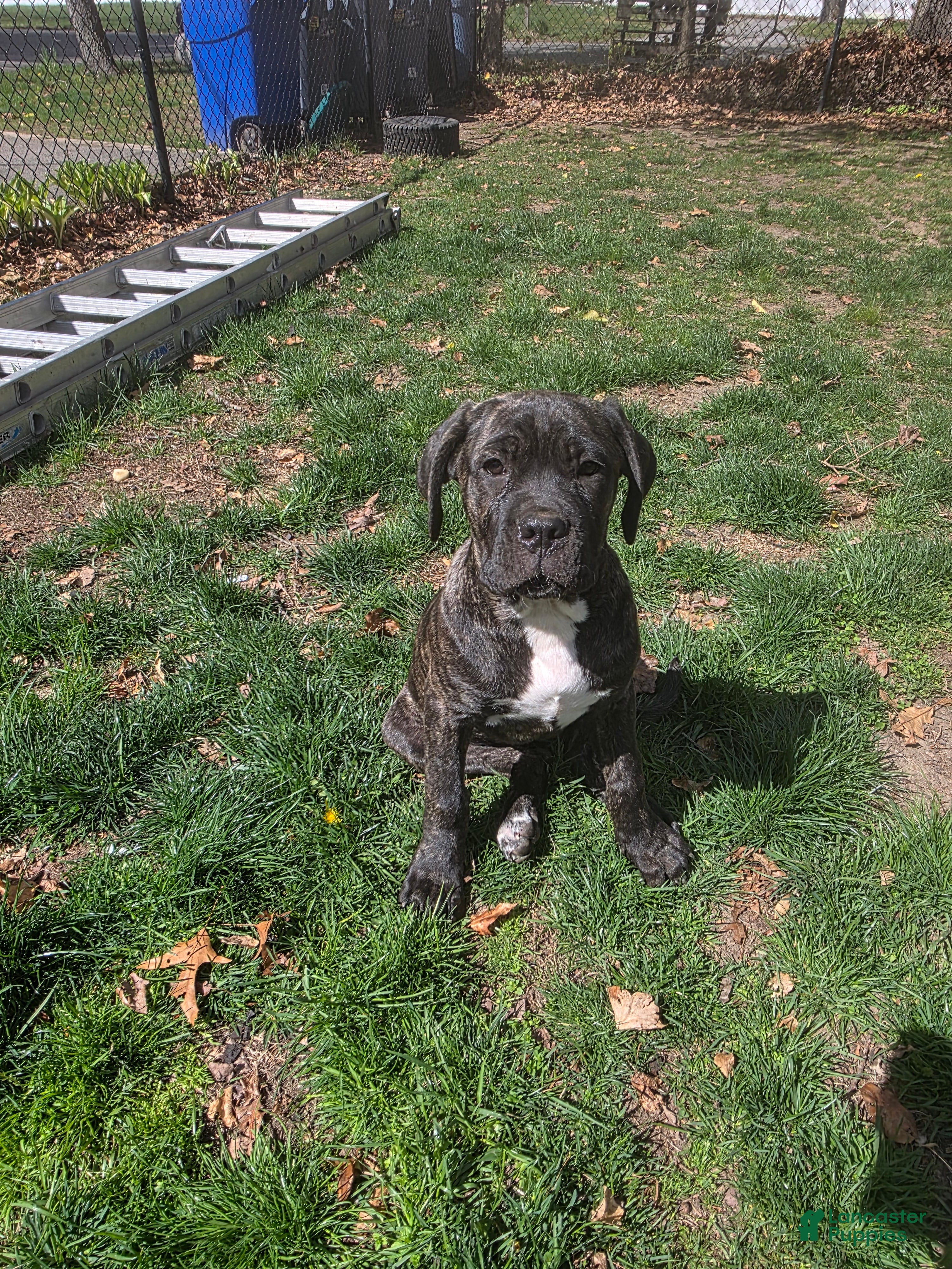 Cane Corso dogs Ivi - Ad 1