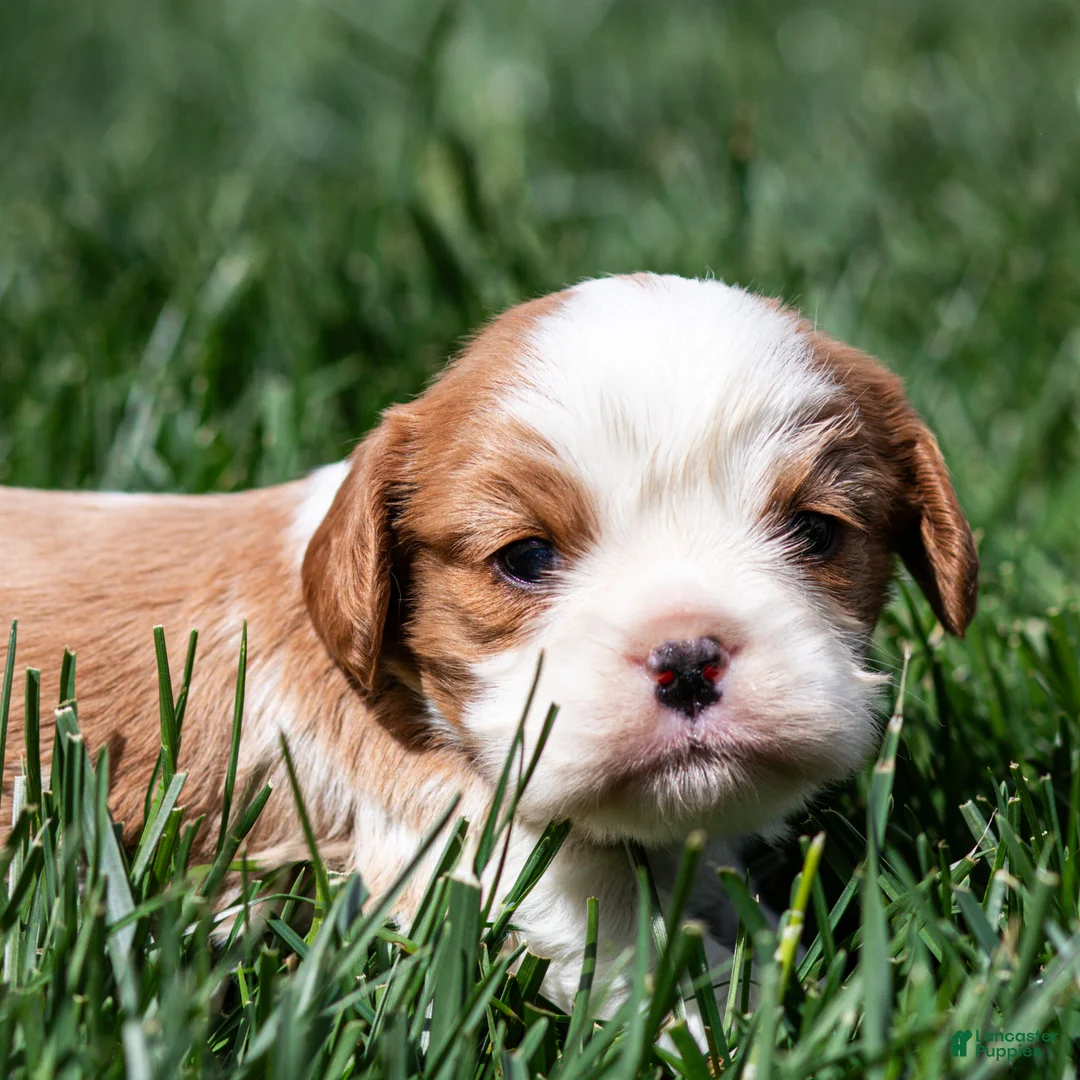 Cavalier King Charles Spaniel dogs for sale: Aden Cavalier King Charles Spaniel Puppy  - Ad 1