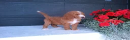 Goldendoodle dogs for sale: Kira - Ad 9