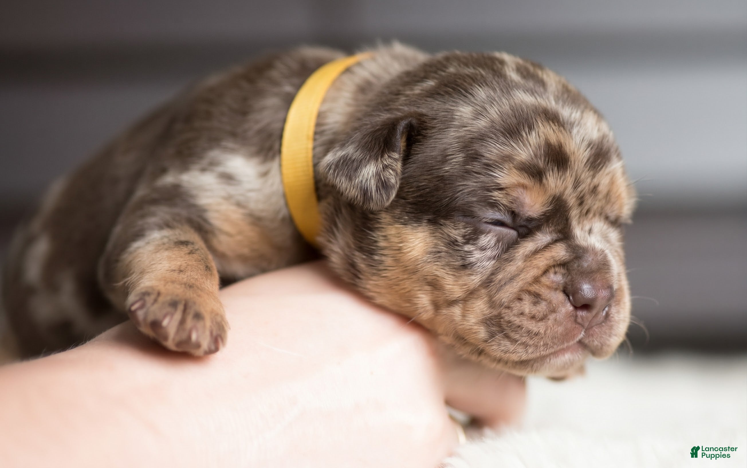 Cane Corso dogs Candy Coated Caramel: North American Mastiff  - Ad 9