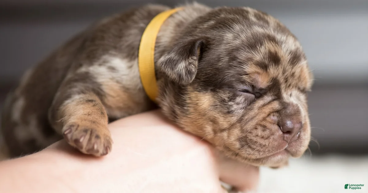 Single Candy.com Candy Coated Caramel: North American Mastiff Cane Corso for sale in ...